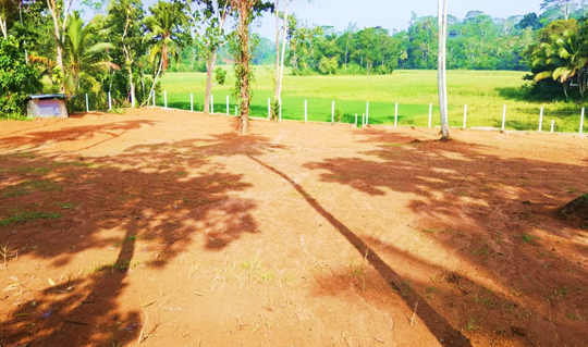Field View  - Imaduwa
